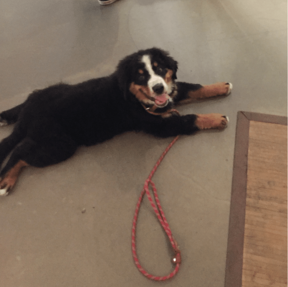 Berner Leash