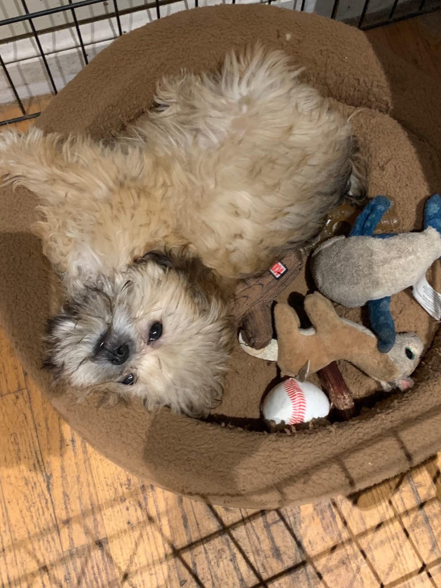 Sound Therapy for Fearful, Anxious, and Reactive Dogs 2 image0