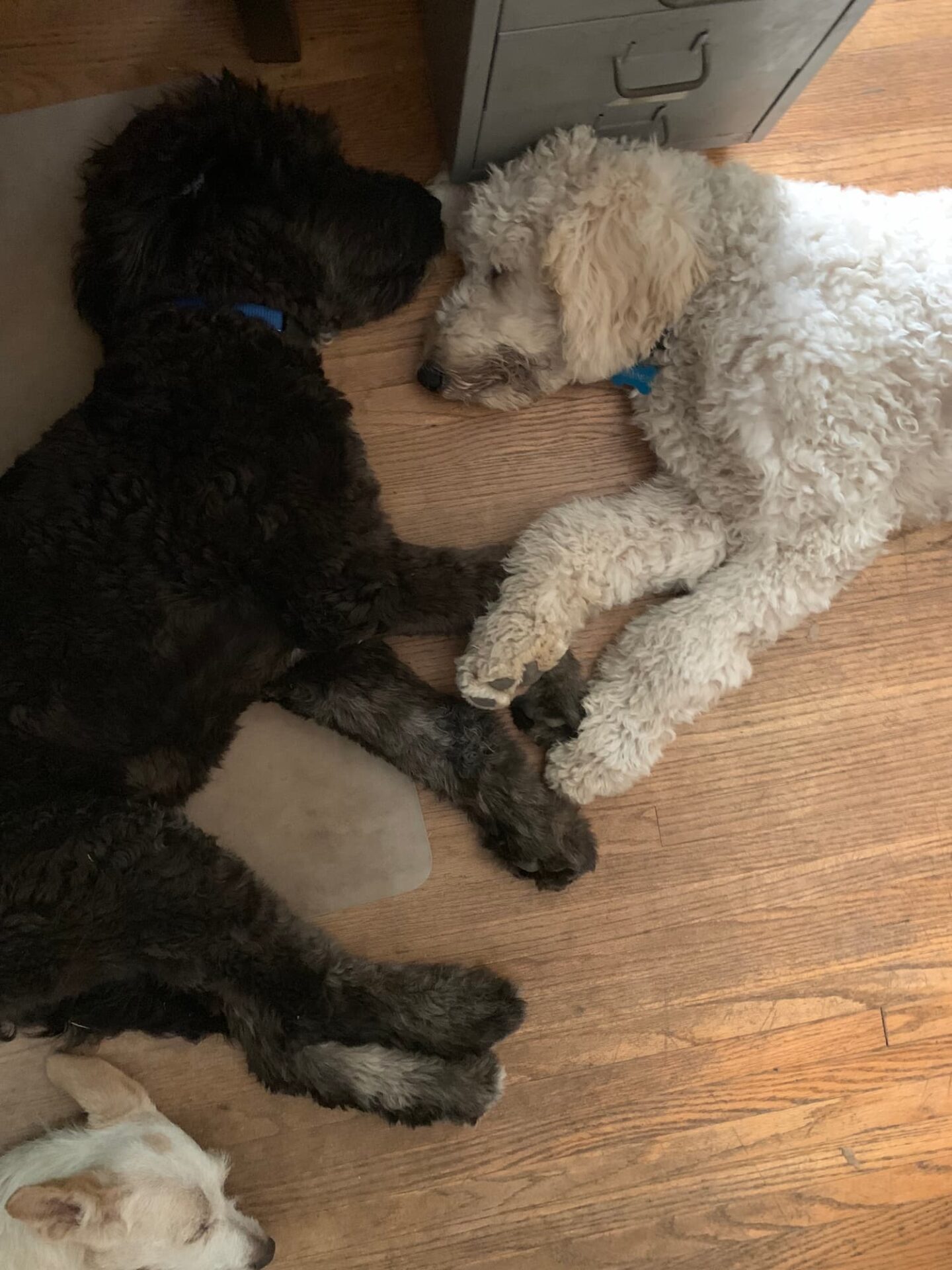 Sound Therapy for Fearful, Anxious, and Reactive Dogs 3 image2