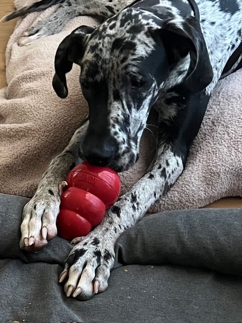 cute pup with Kong
